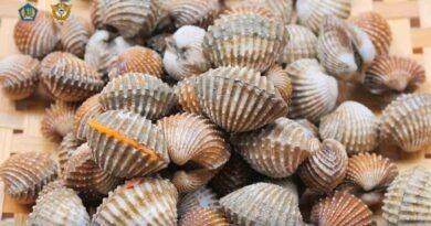 Ekspor Perdana 225 Kilogram Kerang Dara dari Maluku Utara ke Pasar Thailand